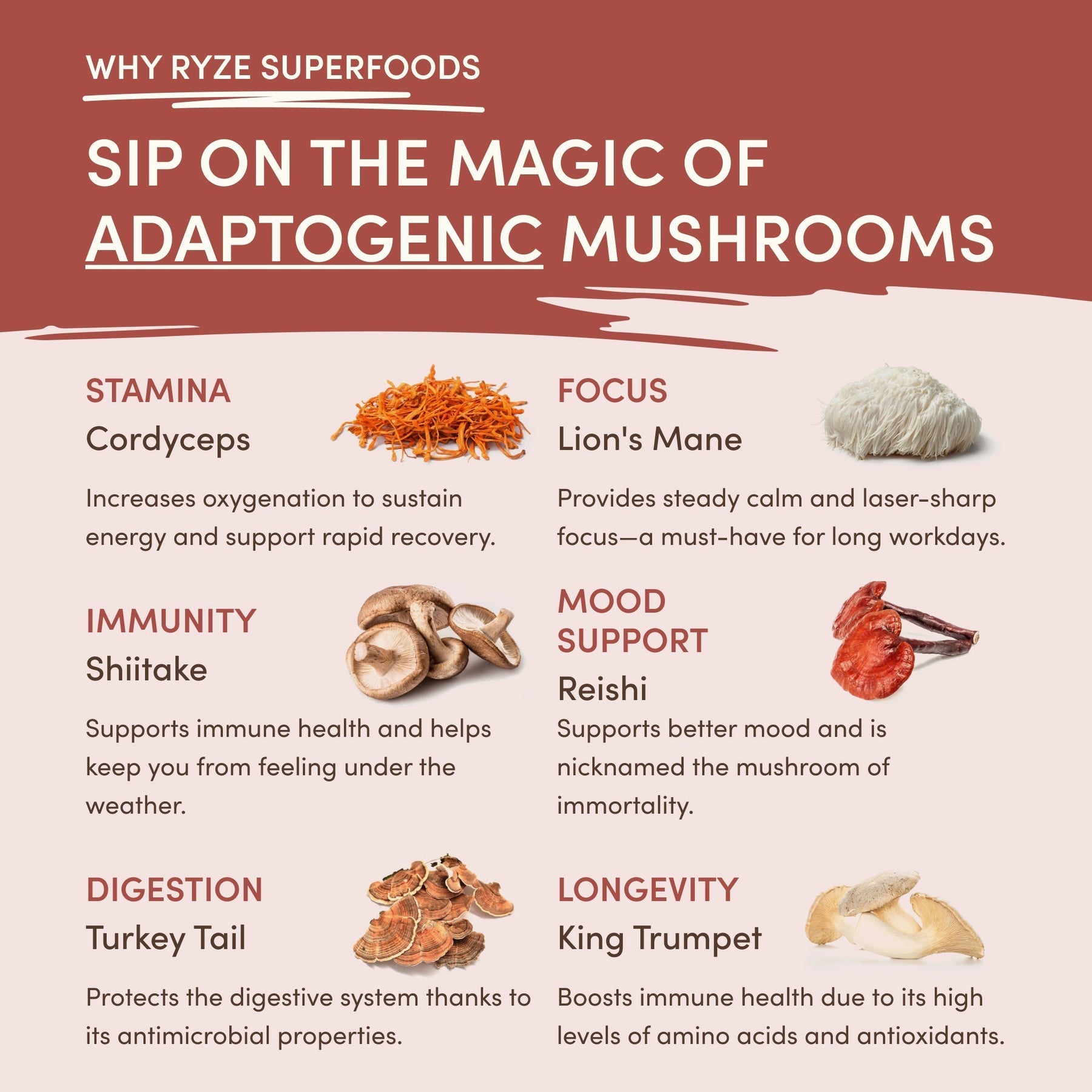 Mushroom Chicory F0HF